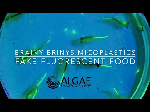 Fake Fluorescent Food Workshop Intro