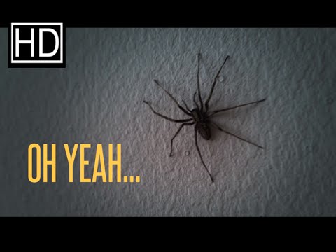 NOPE! Spider infested apartment!
