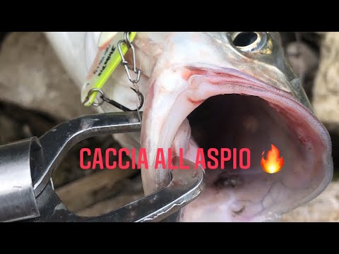 Spinning All aspio in fiume Po 🎣🎣🎣🎣