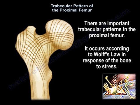 Trabecular Pattern of the Proximal Femur - Everything You Need To Know - Dr. Nabil Ebraheim