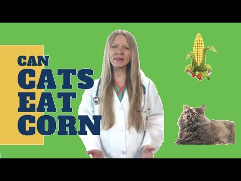 Can Cats Eat Corn? (2019) - YouTube
