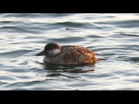 Foraging female Common Scoter - Melanitta nigra - Zwarte zee-eend / Broechem - Belgium / 6-1-2017