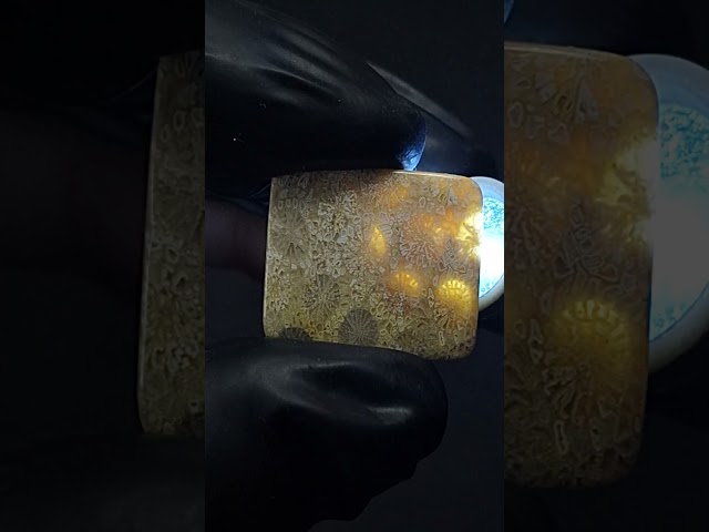 حجر فوسيل احفوري طبيعي