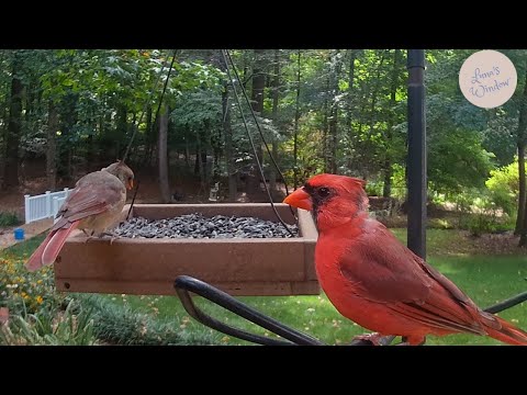Backyard Birds Feeding: Cardinals, Finch, Chickadee & Nuthatch