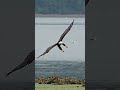 Amazing footage - Hungry bald eagle glides in and snatches a fish from a bed of sea lettuce.