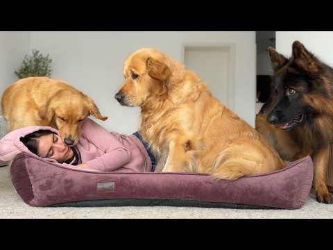 Testing What My Dogs Do If I Steal Their Bed…