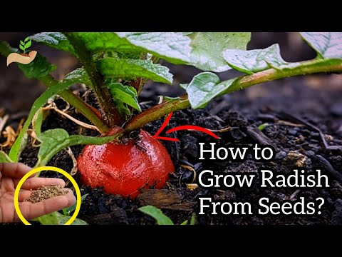 How to Grow Red Radish From Seeds? | Growing Radishes in Containers!