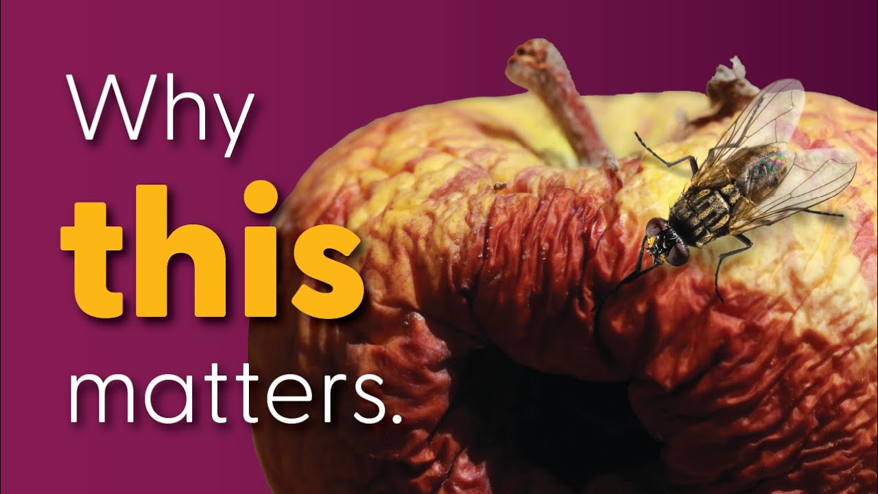 What is decomposition? | Learn a Little