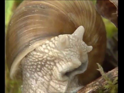 Naturimages - Escargots