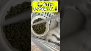 一瞬で心を奪われる…子うさぎの天使すぎる寝姿がこちら🐰 #shorts