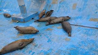 ノシャップ寒流水族館のゴマフアザラシ