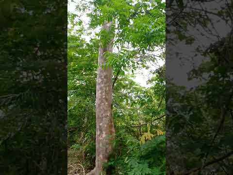 Misterios árbol Santa Cruz, Cerro Colosiná en San Carlos Córdoba