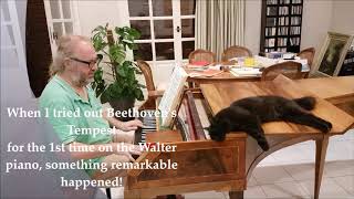 Animals and music: Beethoven Tempest piano sonata with cat and dog