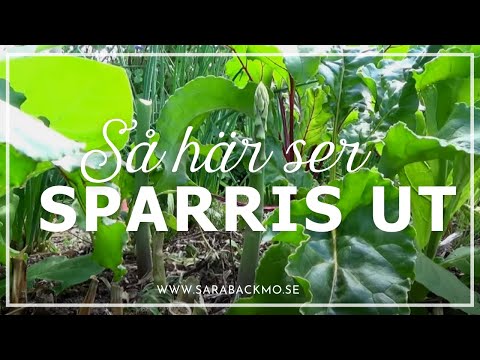 Så här ser sparris ut