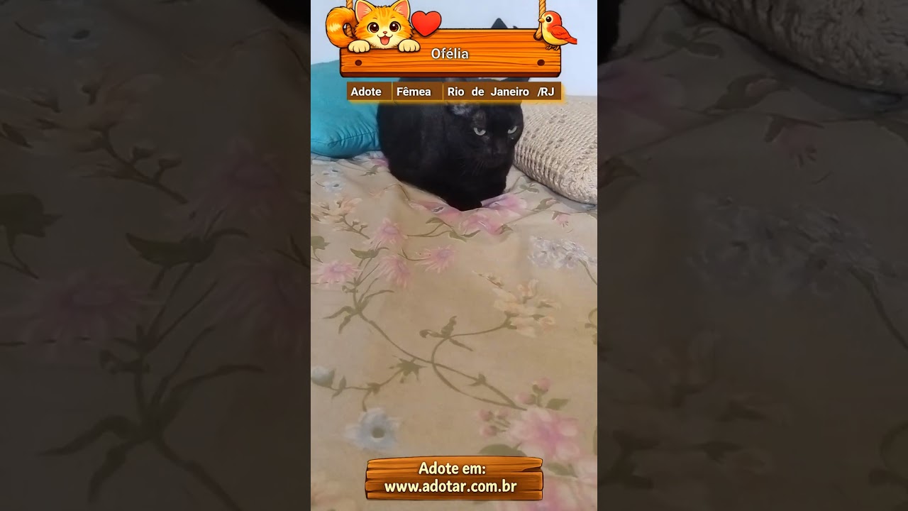 Gato raça SRD-ViraLata idade 7 a 11 meses nome Ofélia