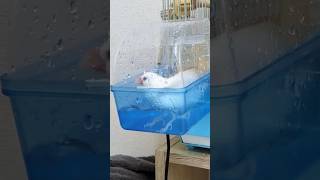 水浴びたいむ🌊今日はスローでw #文鳥