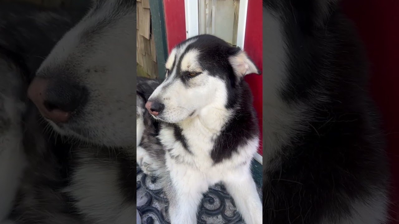 Oso, a ADOPTABLE Siberian Husky in Ashland, OR video 2/6
