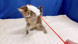 メインクーンの動画01