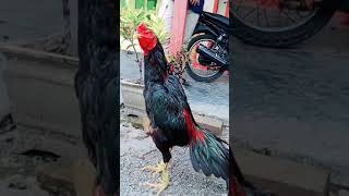 Download lagu Ayam bangkok super lagi berkokok mp3