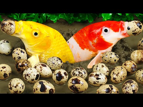 Stop Motion ASMR | Colorful KOi Underground Hunting For Egg Thieves Mud Survival Primitive Fishing