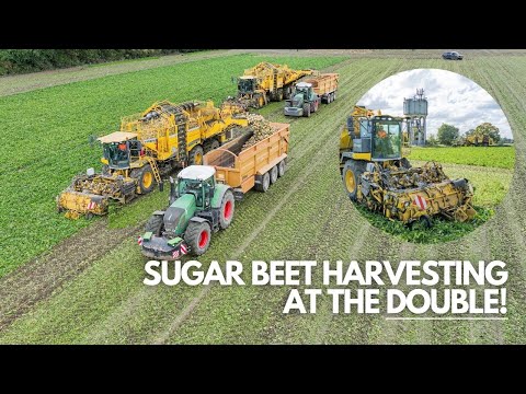 SUGAR BEET HARVEST IS A GO! X2 | Topdowning and Subsoiling