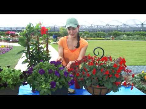 download lagu mp3 mp4 Best Direct Sun Flowers, download lagu Best Direct Sun Flowers gratis, unduh video klip Best Direct Sun Flowers