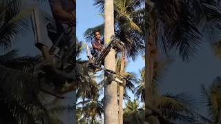 Download lagu Alat panjat pohon kelapa dengan cepat #shorts mp3 Download lagu Alat panjat pohon kelapa dengan cepat #shorts mp3