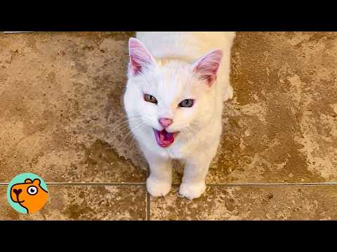 19 yo Cat Hates Everyone, Except Her Favorite Person | Cuddle Buddies