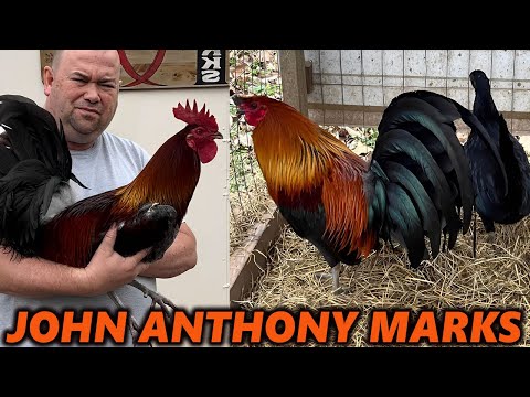 MARK MUG ASIL John Anthony Marks Beautiful Birds Texas