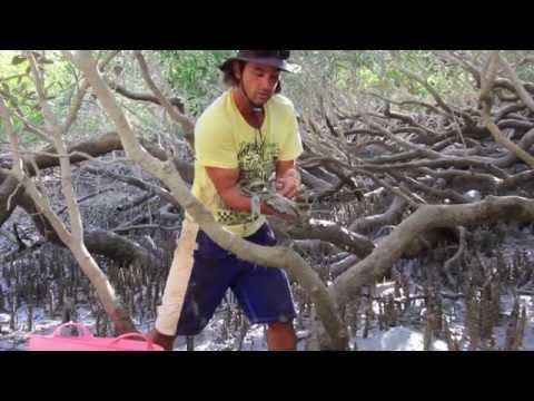 how to catch mud crabs using a hook