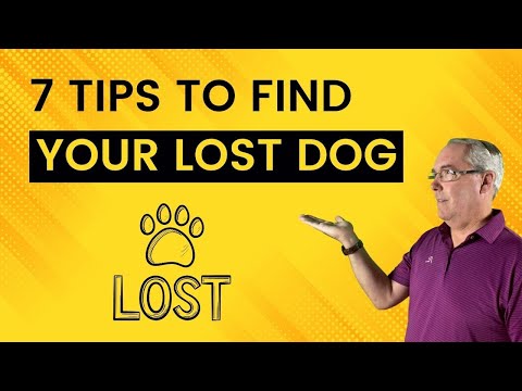 Lost Your Dog? Here's What You Should Do