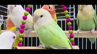Download lagu Romantic Lovebird Pair 💕 | Beautiful Couple Bond” mp3 Download lagu Romantic Lovebird Pair 💕 | Beautiful Couple Bond” mp3