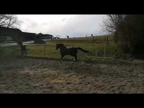 hochveranlagtes Dressurpferd / Marques / Millenium / Easy Game (Freilaufen)