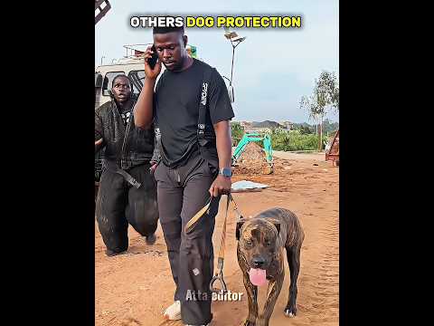 Others Dog Protection Vs This One ☠️