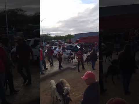 feira de animais Barra de santa rosa #paraiba
