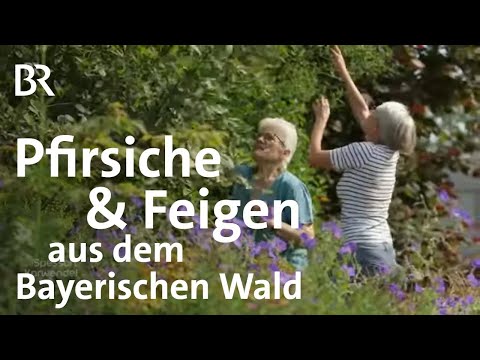 , title : 'Biobauern Martin und Birte Staub: Exotische Früchte aus Frauenau | Spessart + Karwendel | BR'