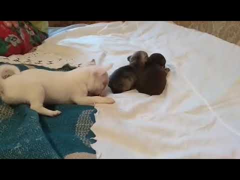 Кнопки веселятся.