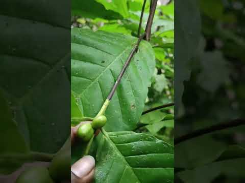 Kunjungi Kopi Robusta kampung di Sp C Distrik Nabire Barat Kabupaten Nabire