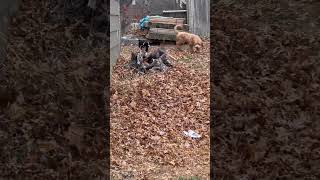 Bordoodle Puppies Videos