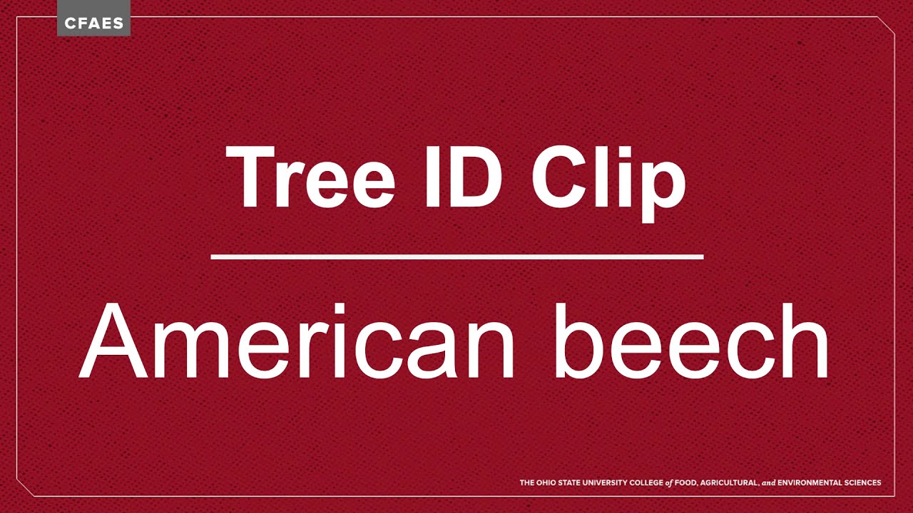 Tree ID Clip: American beech