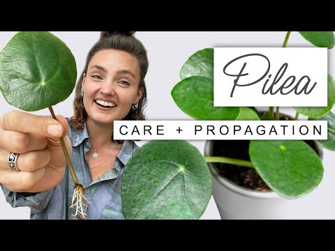 Tips And Tricks For Pilea Peperomiodes 🌱 CHINESE MONEY PLANT Propagation Guide