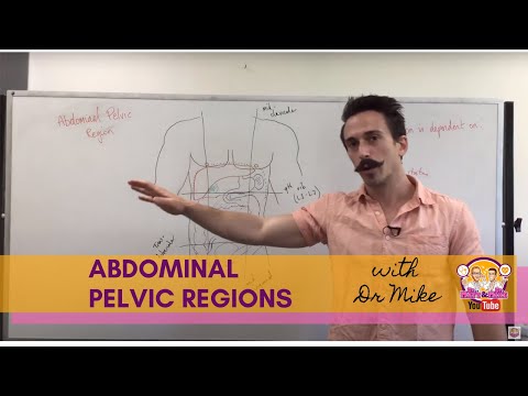 Abdominal Pelvic Regions