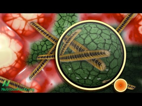 papilloma vírus elleni vakcina a kezdetektől fogva