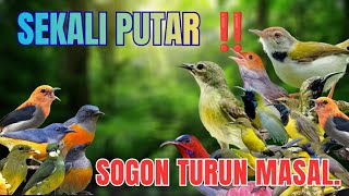 Download lagu Suara Pikat Burung Sogon II Kombinasi Burung Ribut Paling Ampuh 2026. mp3