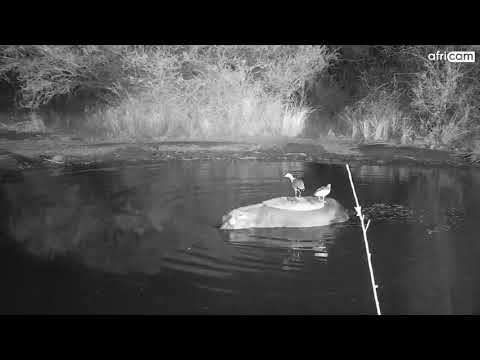 Hippo and Egyptian geese at Kwa Maritane.