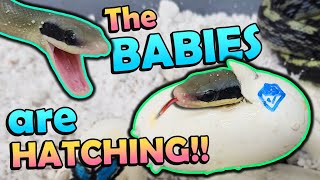 Baby *Blue Beauty* Snakes Hatching!! 