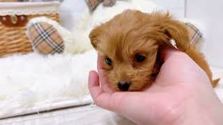 ハーフ犬の動画01