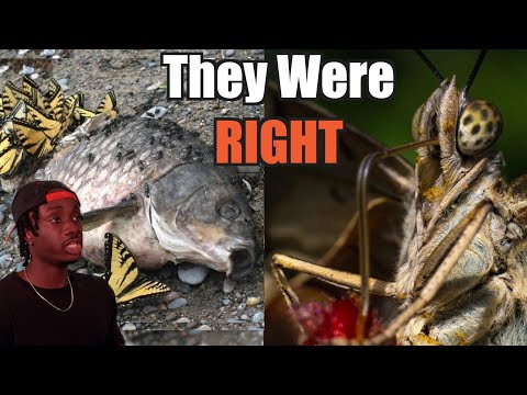 Why You Owe People Afraid of Butterflies an Apology