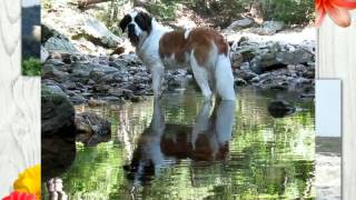 Chanson pour mon chien de Henri DES, avec l'aimable participation de Galli du Val du Morakopf