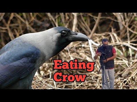 Eating Crow Full HD 1080p